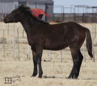 Salty Blue Rain's 2018 Roan Colt